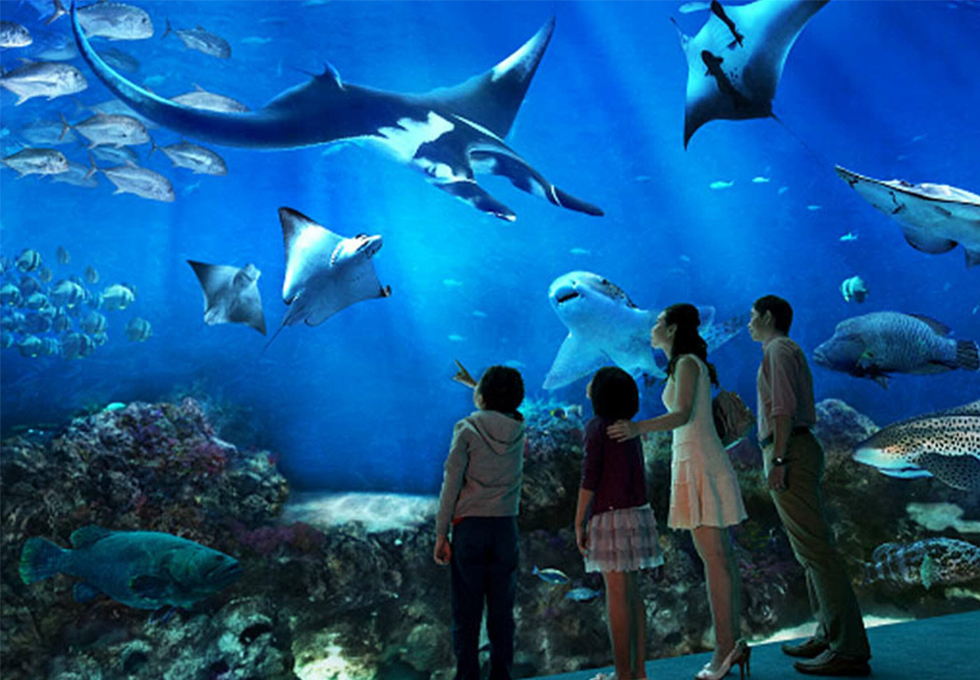 Thủy cung lớn nhất thế giới - S.E.A Aquarium Singapore