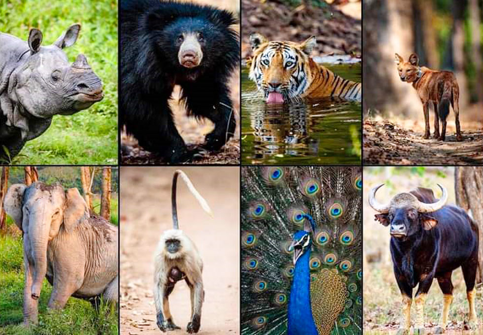 Khám phá Vườn Quốc Gia Ranthambore - Thiên đường của động vật hoang dã
