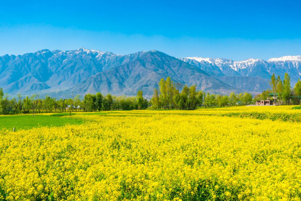 Thung lũng Kashmir - Thiên đường trên mặt đất ở Ấn Độ